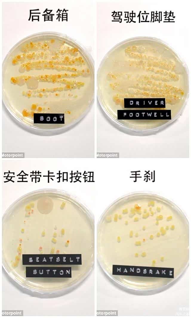 ▲Motorpoint 实验中车上细菌最多的4个部位