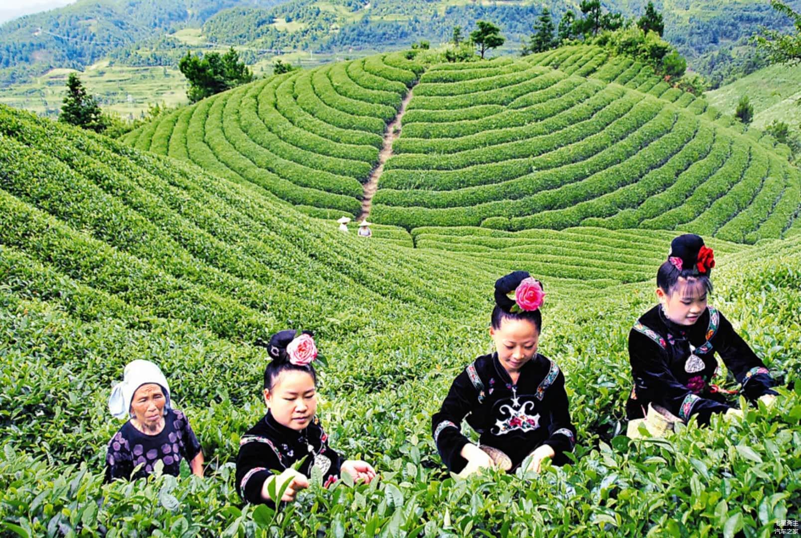 苗族茶农在采茶    佚名 摄影