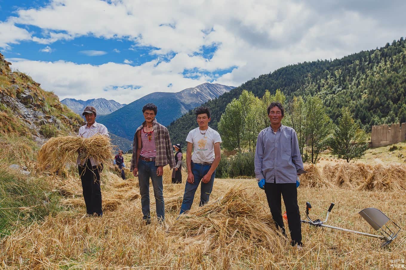 去亚丁的路上遇到藏民在收割麦子，淳朴热情的藏民要我给他们拍张合影，互加微信发给他们。