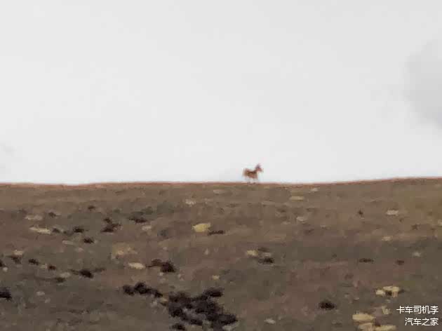 也驴？？狼追驴呢？哈哈，快跑~