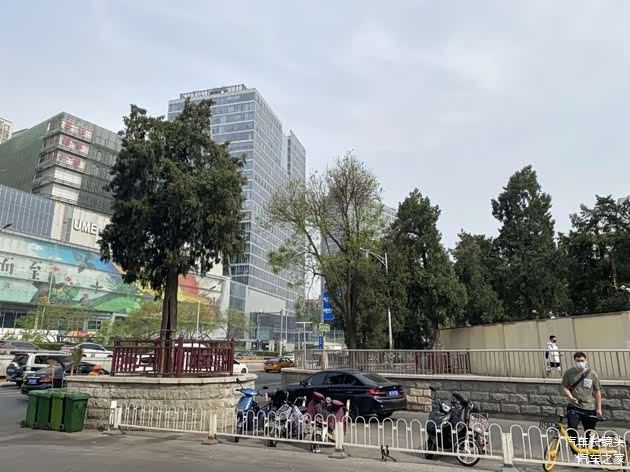双井附近的松树