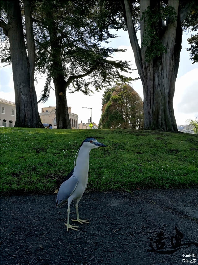 艺术宫旁闲庭信步的鸟，留意它后脑勺的两根长毛感觉很朋克