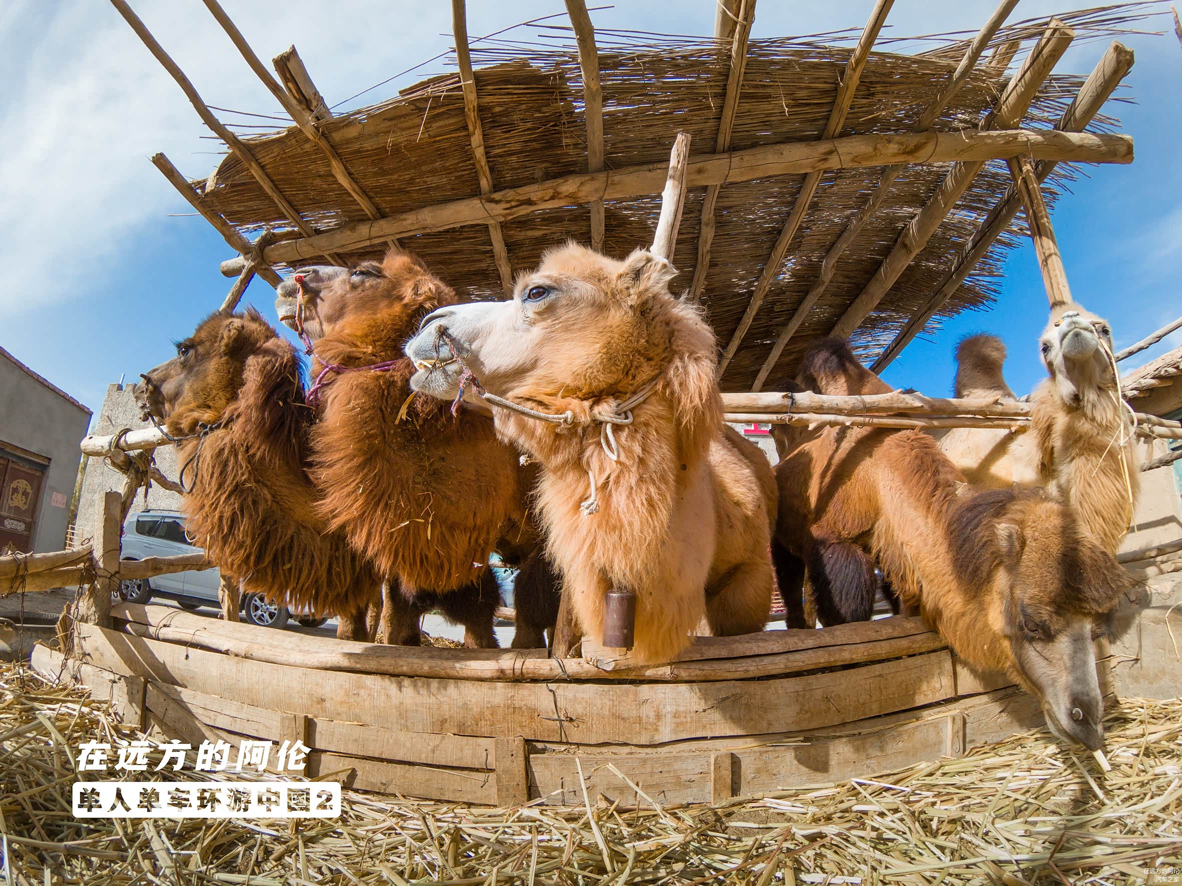 我不知道此刻的它们是下班了，还是即将要上班了。