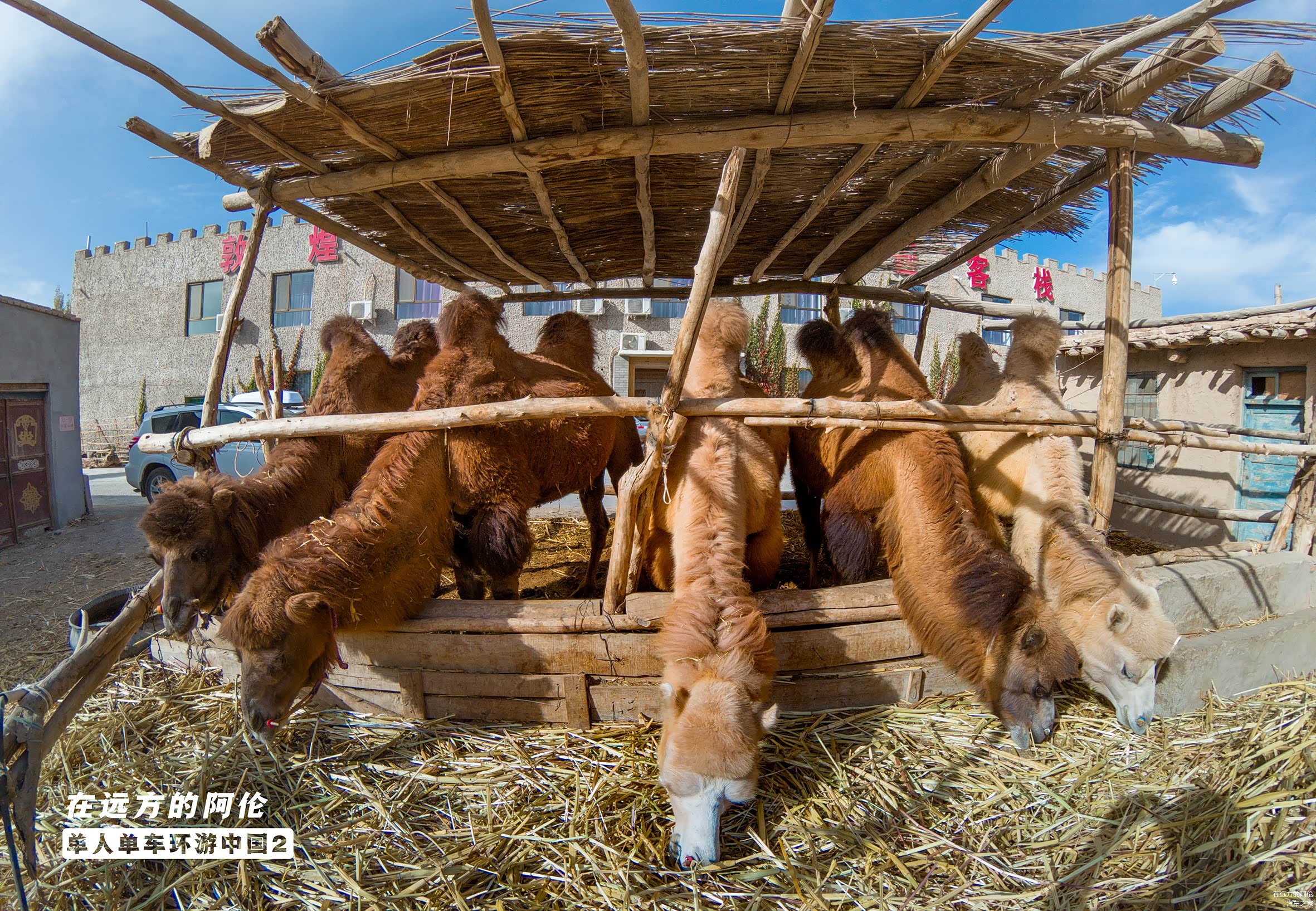 正在大口吃草料的骆驼