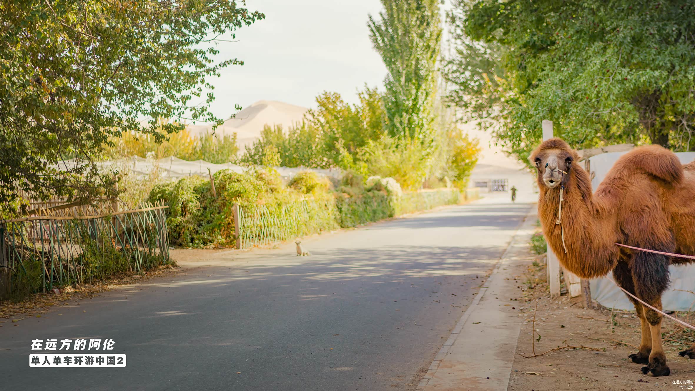路边的一只骆驼
