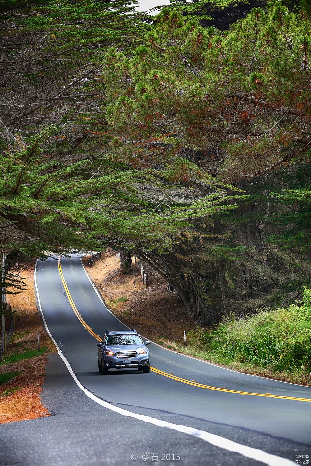 由于长年的海风吹袭，这里的树长得也特有个性。个个都是一边倒的造型，树冠重叠在一起形成一个个树洞