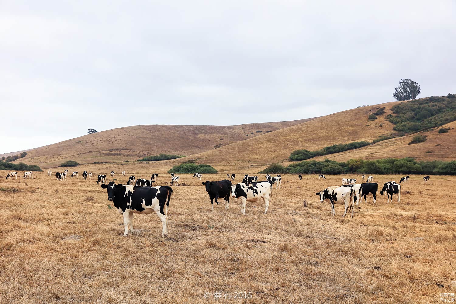 附近的海边牧场，有些直接挨着太平洋，牛羊便在其间快乐生长，唉，瞧人家这待遇。