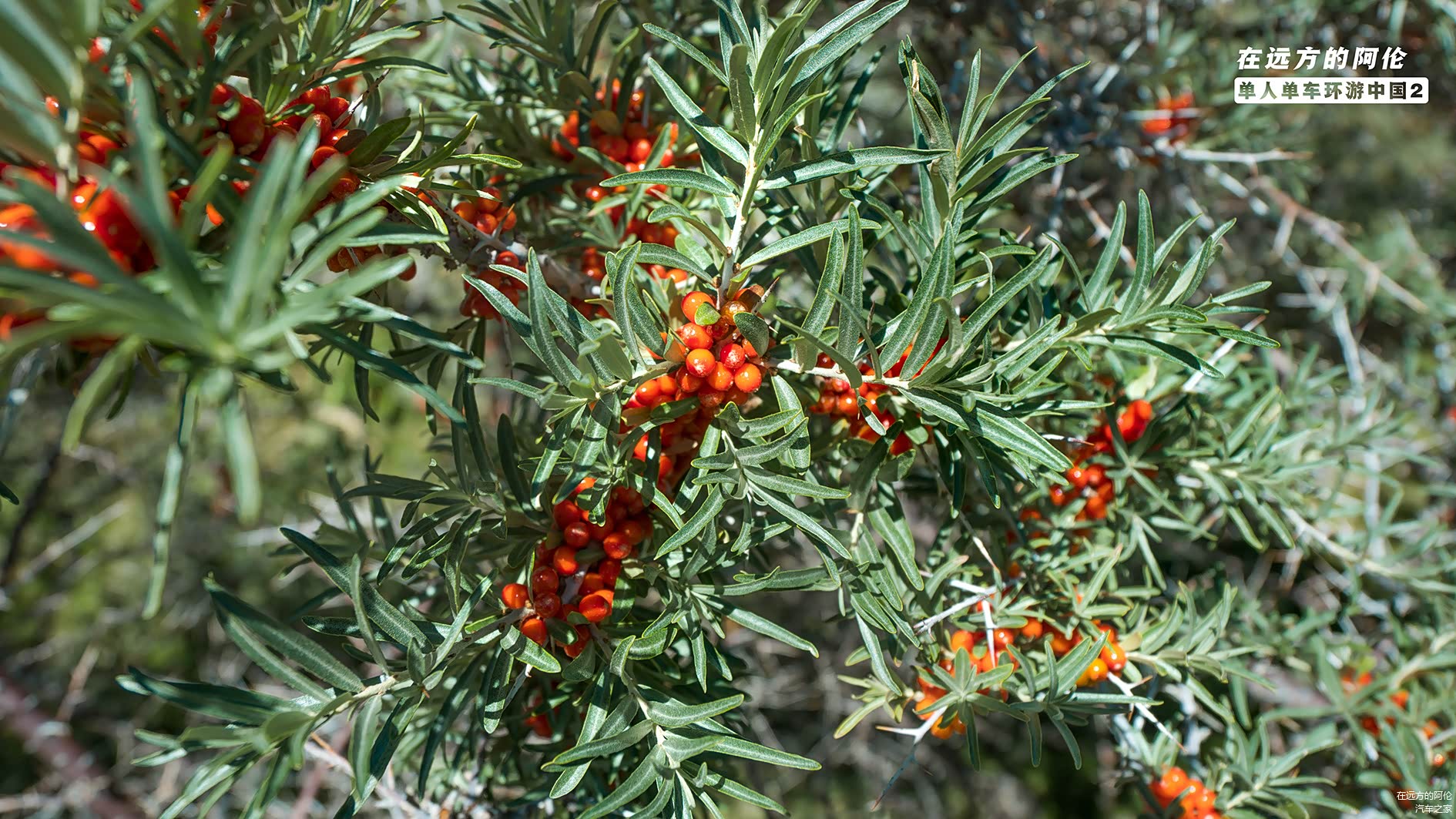 这玩意叫沙棘，我在南方倒是没见过真身，摘下一颗吃吃酸死个人。