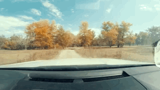 过了涉水路后，就开始进入了金光灿灿的杨树林。