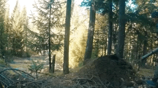 哇哈哈哈哈哈！感觉要被小蚂蚁保护协会的爱心人士喷了！