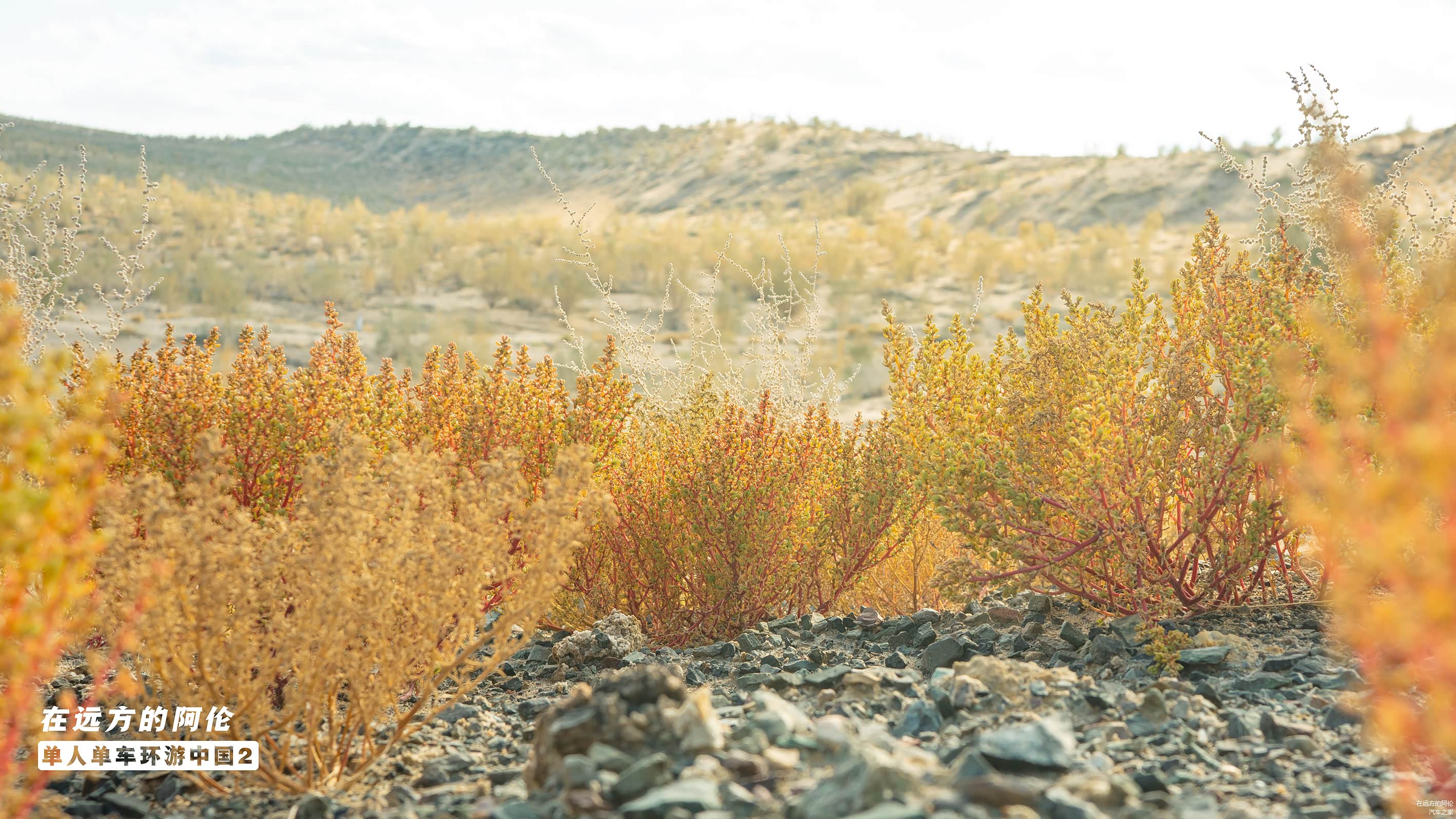 比如....路边常见的【蛇麻黄】