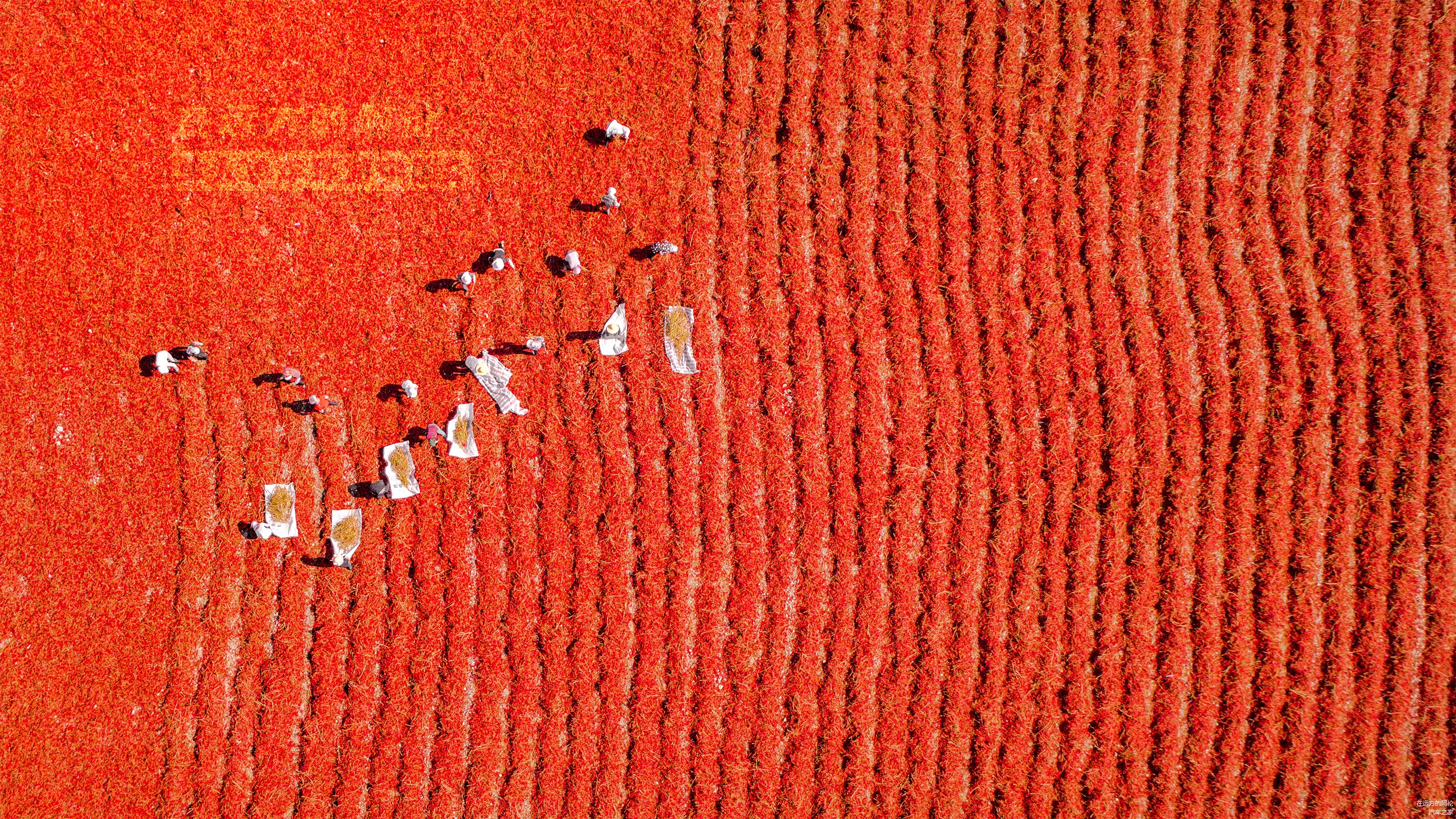 9月，来自汉族，哈萨克族和回族的农民在戈壁上一起劳作