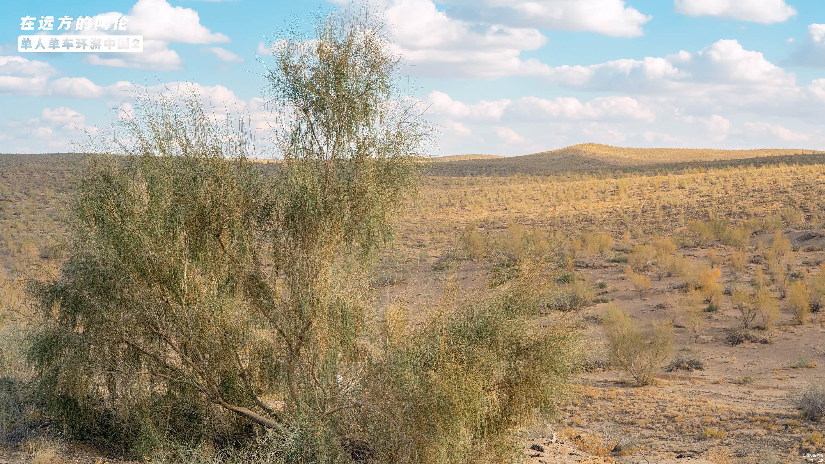 比如....路边常见的【梭梭树】