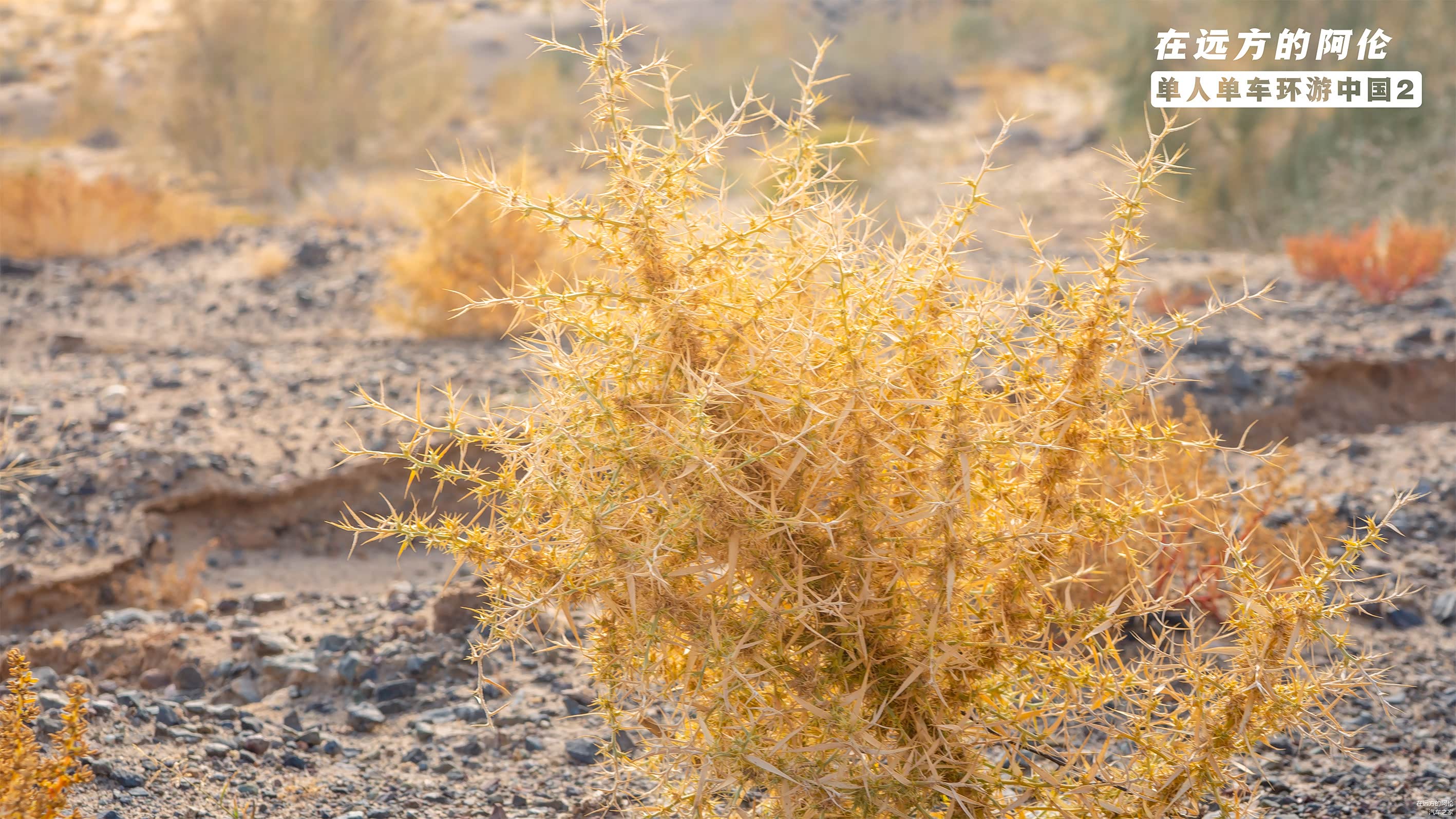 比如....路边常见的【骆驼刺】