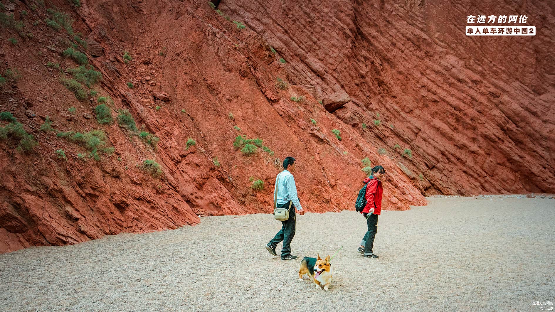 路遇一只短腿柯基