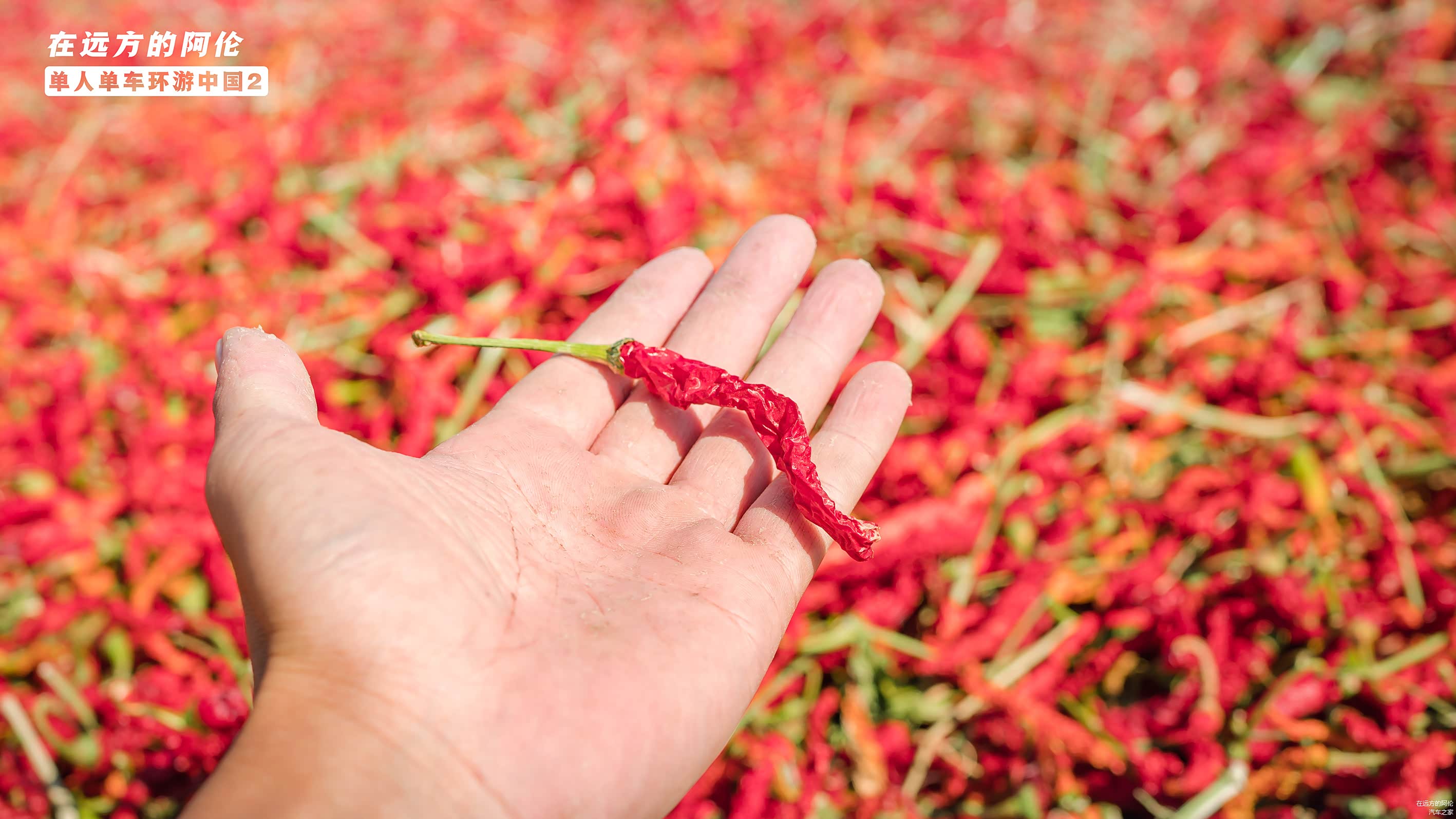 喏，就是我手上的这一枚咯。