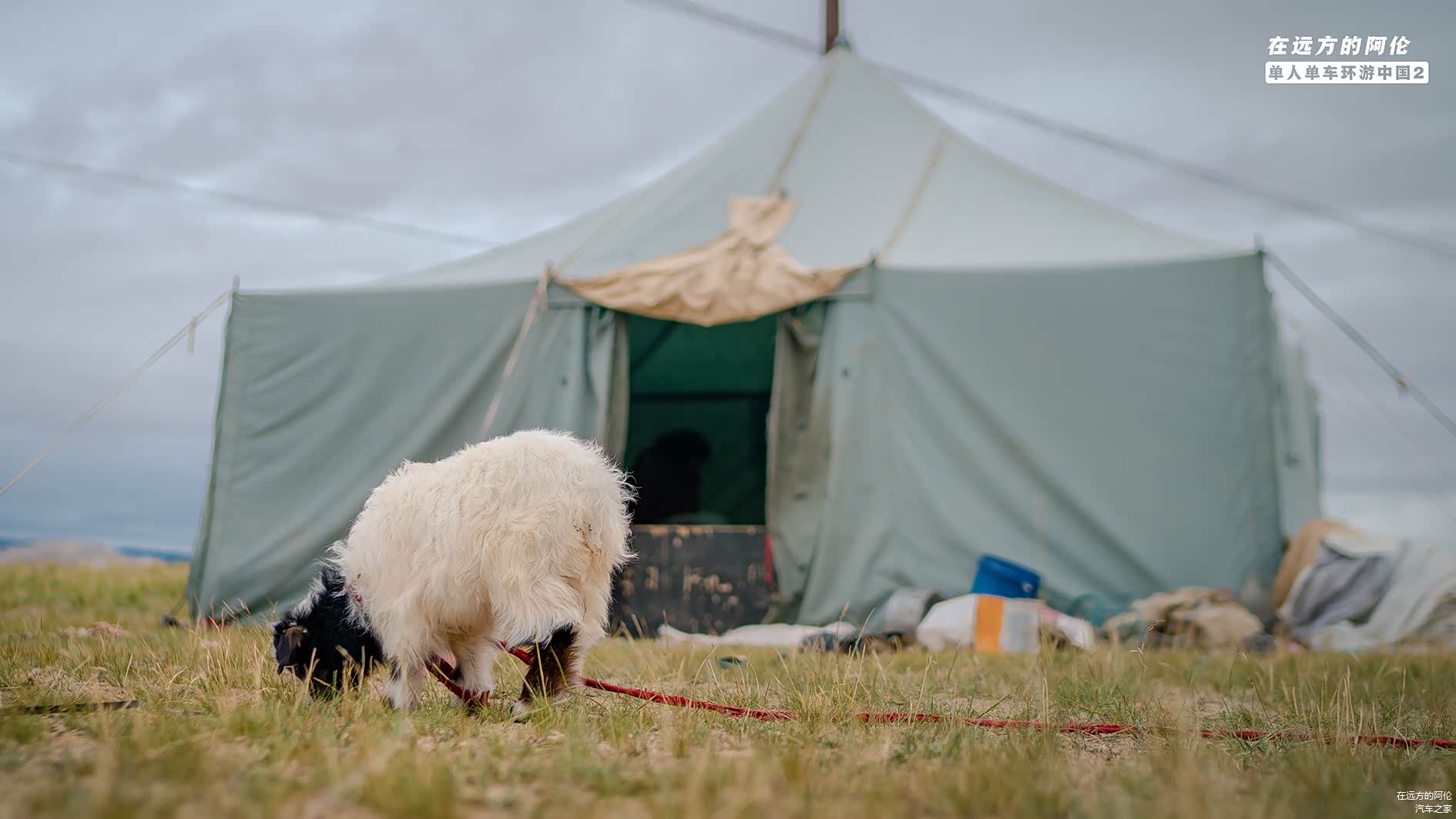 这只小羊羔是他们养的宠物