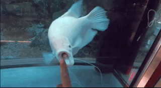 这两个小时就是跟大厅的这只鱼一起过的