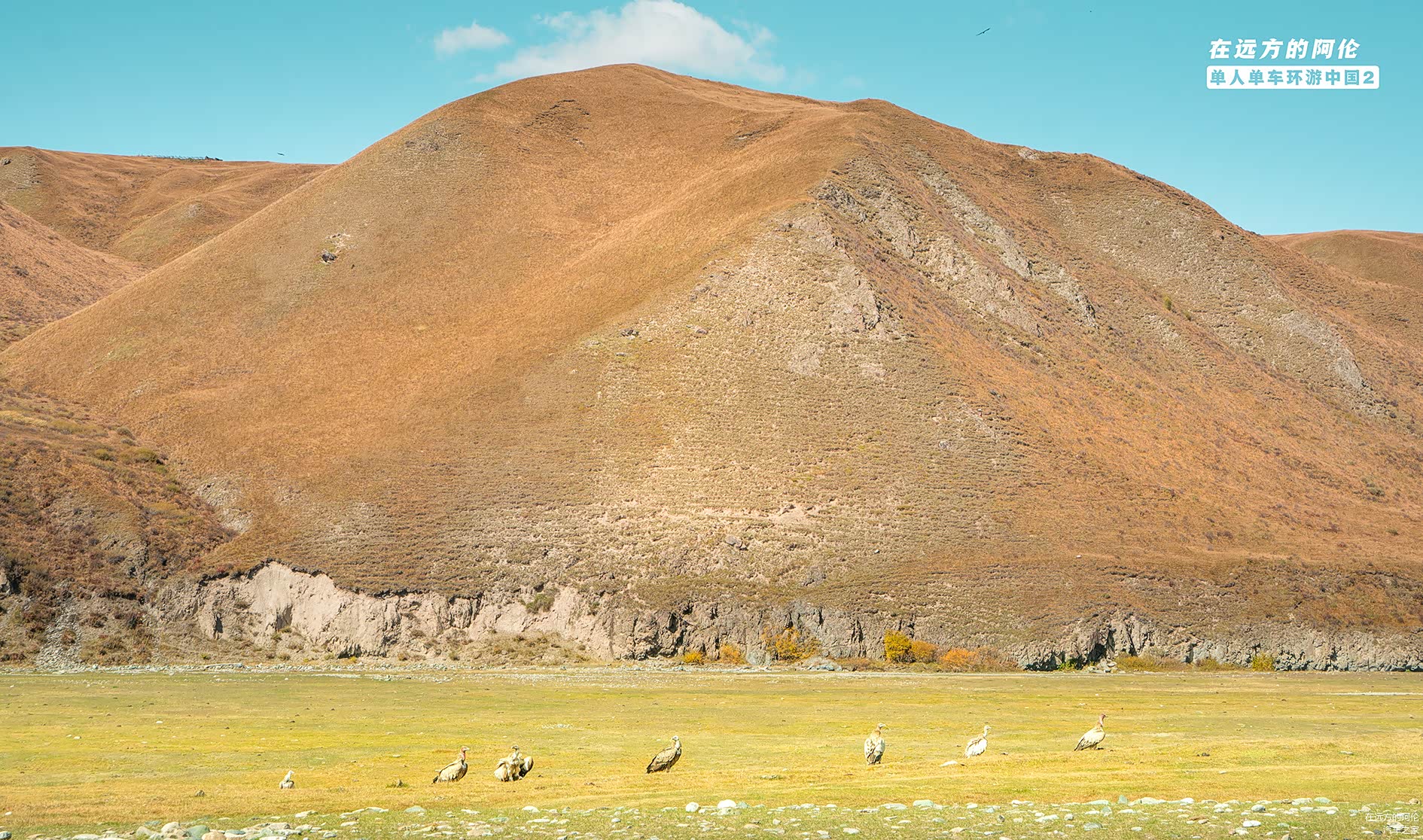 峡谷里还有秃鹫