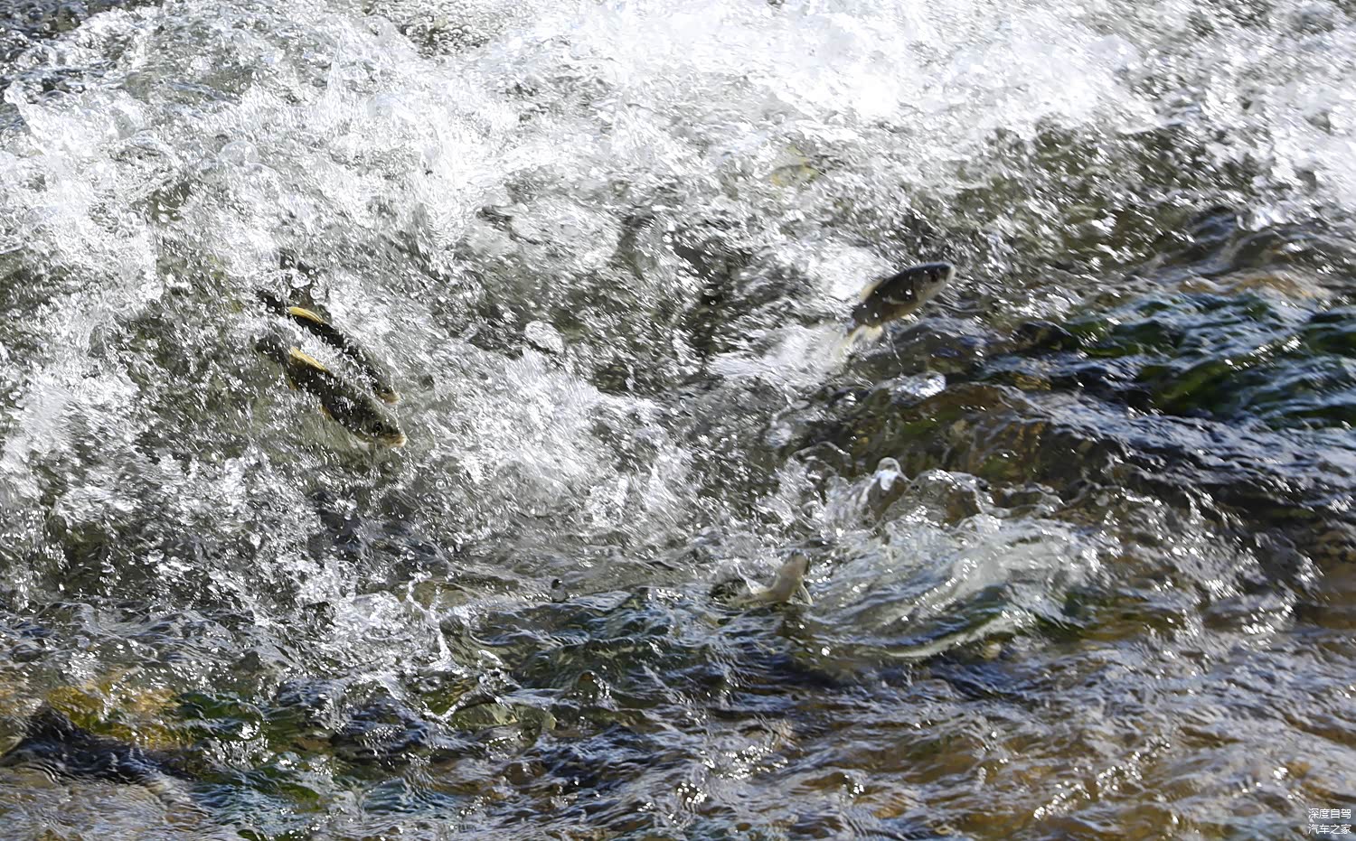 这些湟鱼不断从激流中跃起，用尽全力往上游前进