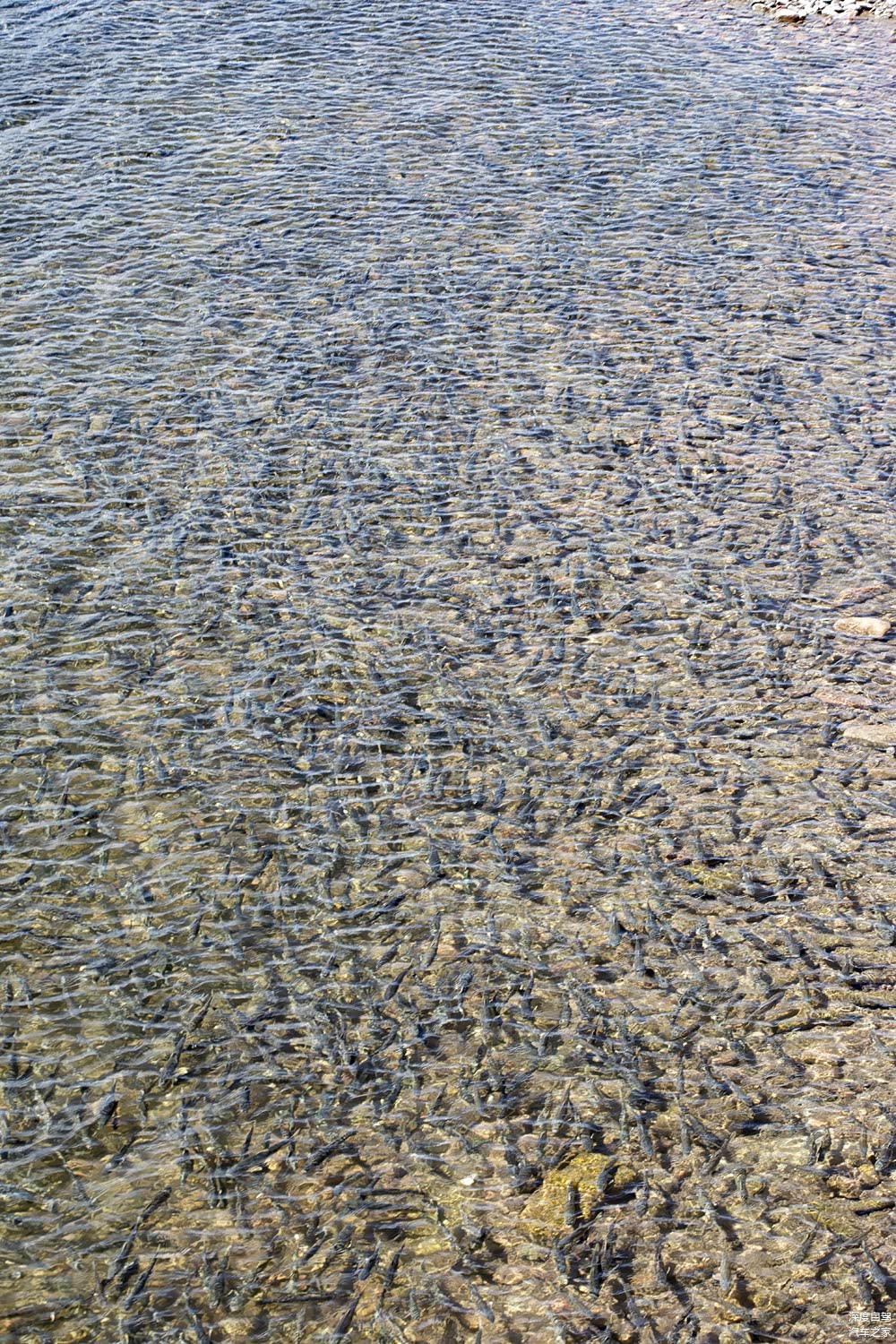 仔细看一下，水里的黑点是什么？