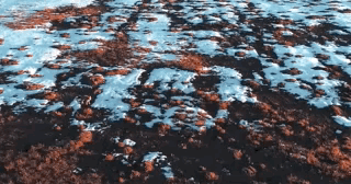 哈哈，原来是一只偷社会主义零件的小狐狸！