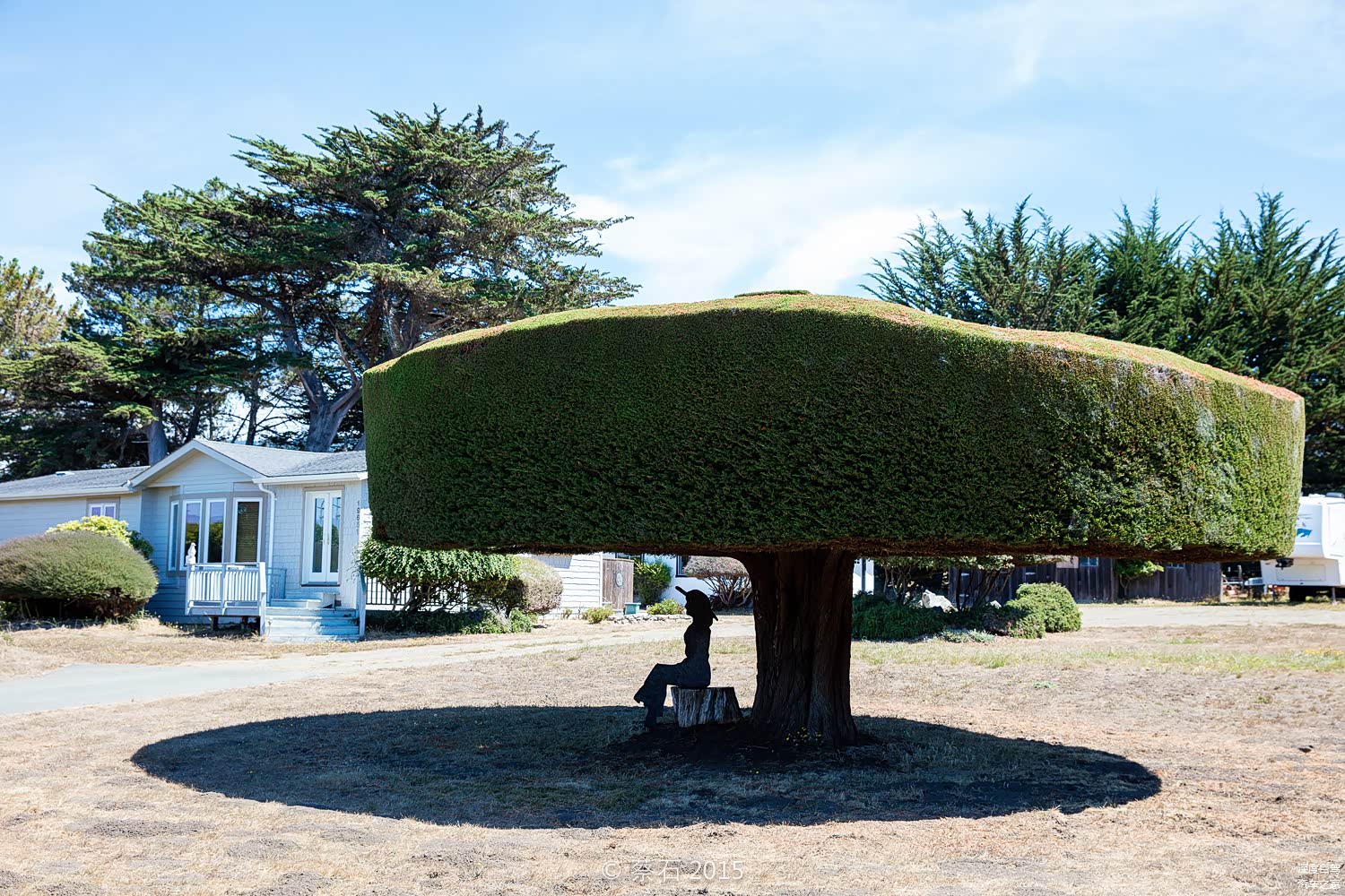 这是途中曼彻思特小镇的园艺，美国农民就是那样有闲情逸致，家门口剪得不过瘾，都把路边这几棵树剪出花来了