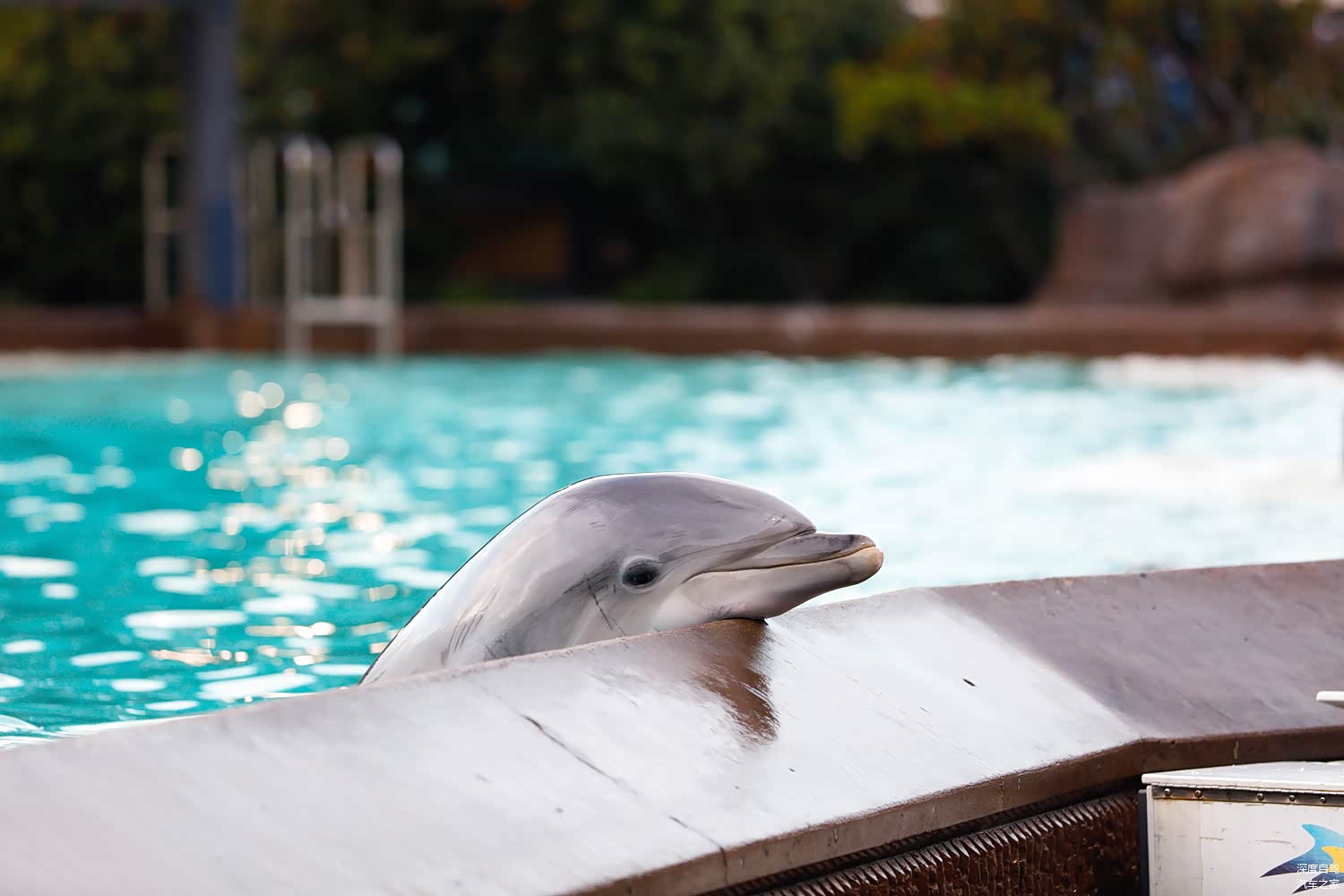 这只可爱的小海豚正探头张望，想从训养员美女那里要点吃的