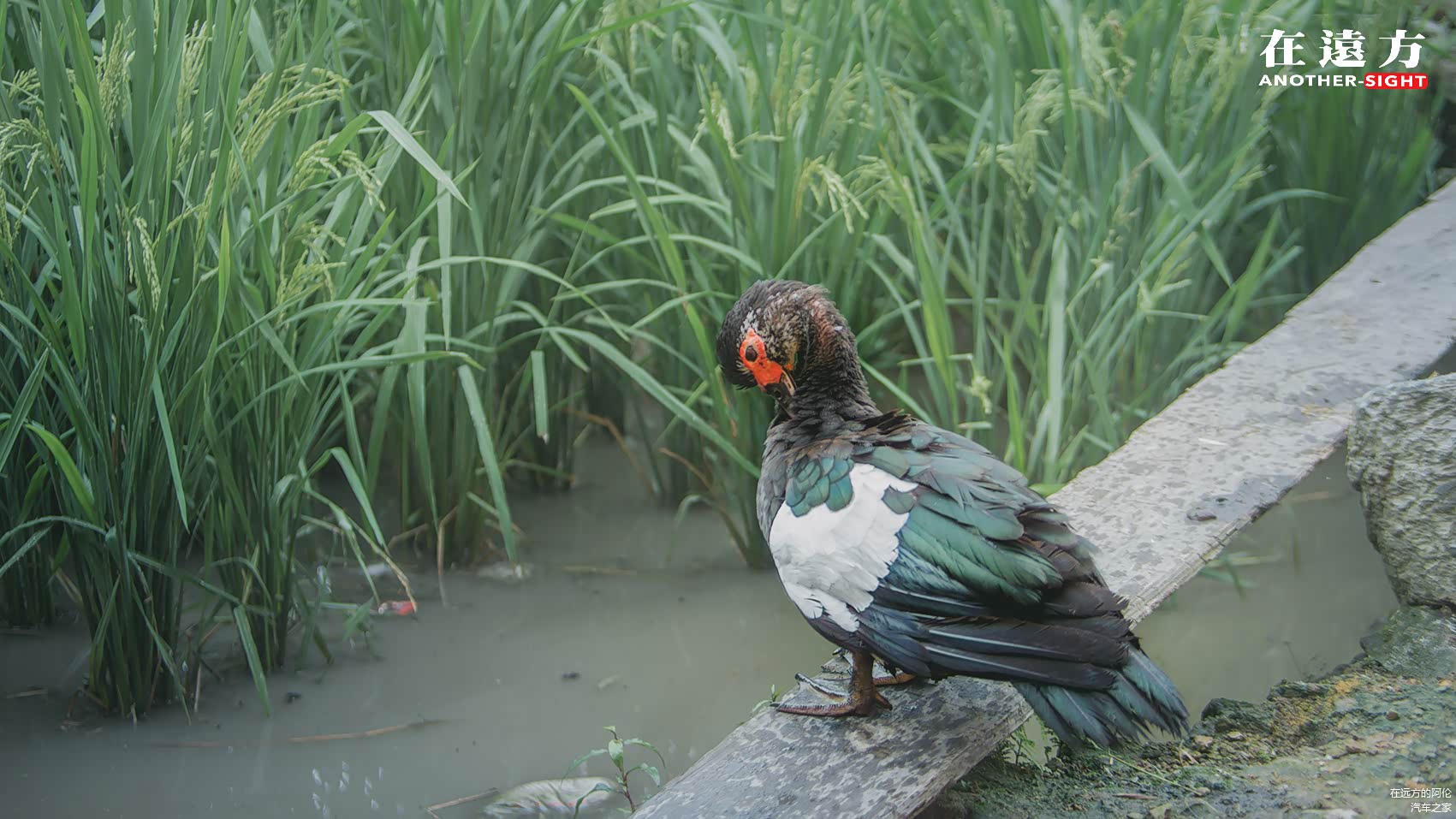 喏，想吃我的就是下面这两位爷！我本来不想说的，觉得说出有点丢人......